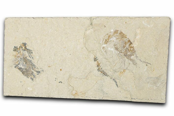 Two Cretaceous Fossil Shrimp - Lebanon #349680